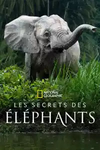 Affiche de la série Les secrets des éléphants