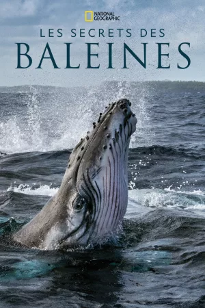 Jaquette : Les Secrets des baleines