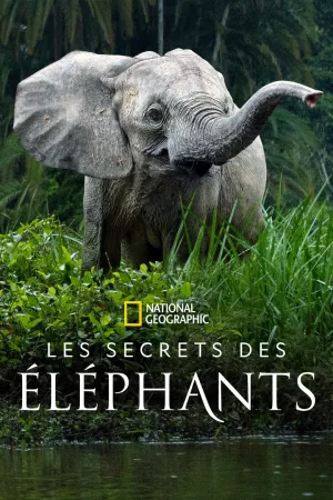 Jaquette : Les secrets des éléphants